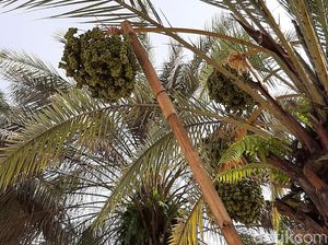 FOTO: Pohon Kurma Berbuah Lebat di Tasikmalaya yang Curi Perhatian FOTO: Pohon Kurma Berbuah Lebat di Tasikmalaya yang Curi Perhatian