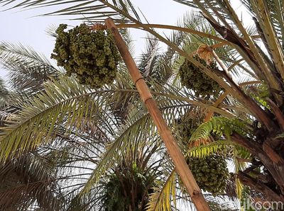 FOTO: Pohon Kurma Berbuah Lebat di Tasikmalaya yang Curi Perhatian