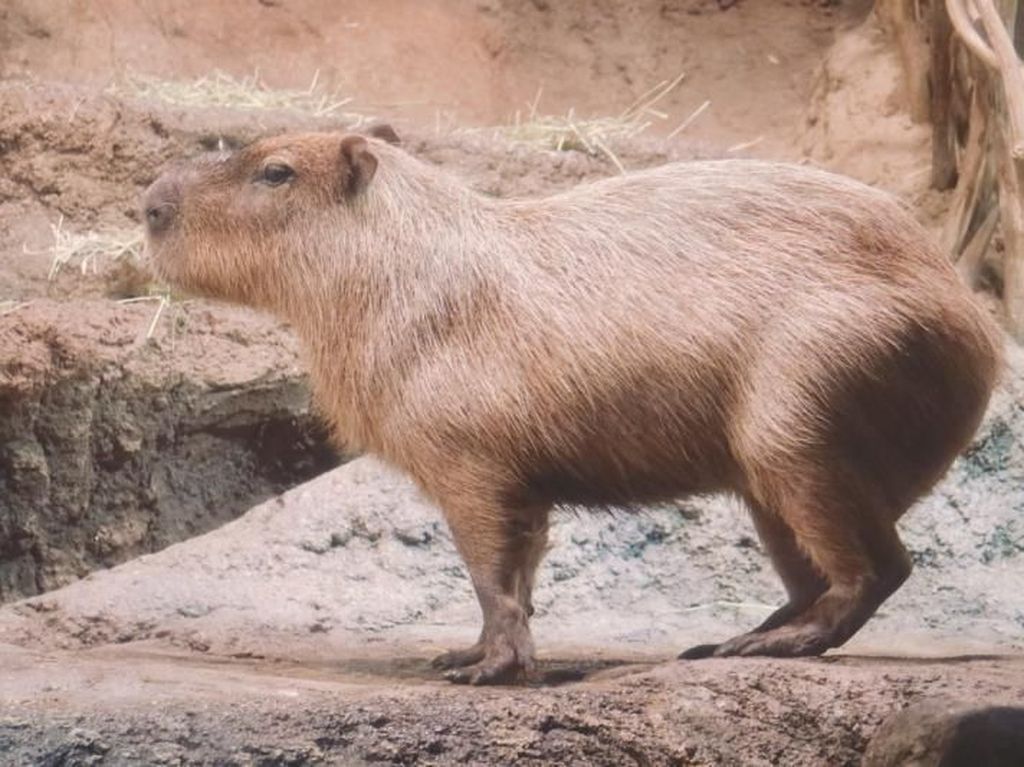 Berjumpa dengan Kapibara Lucu di Osaka