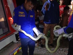 Damkar Luwu Timur Evakuasi Piton 2,5 Meter dari Permukiman Warga