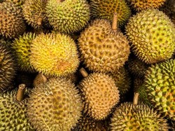 Ini 5 Durian Termahal di Dunia, Harganya Ada yang Setara Mobil Mewah!