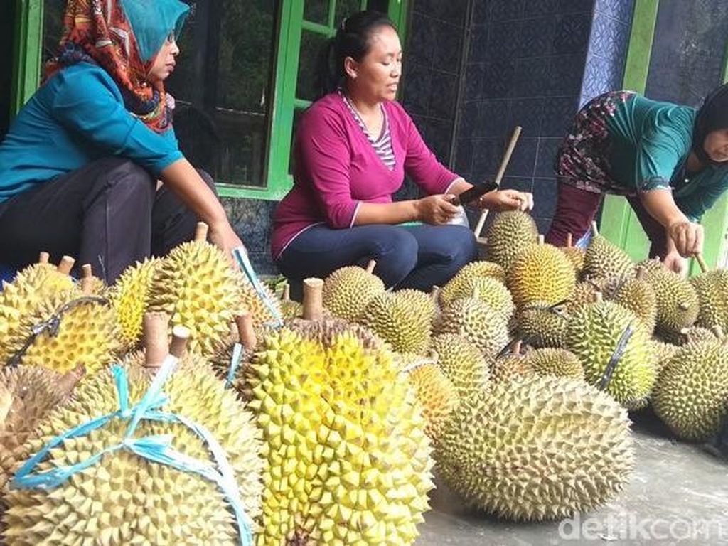 Durian Enak dari Candimulyo Ini Wajib Dicicipi Pencinta Durian