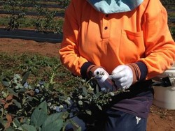 Pemetik Buah Asal Indonesia Kehilangan Pekerjaan karena Kebakaran Hutan