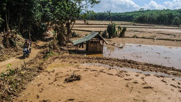 Penampakan Sawah Rusak Usai Diterjang Banjir Bandang di Lebak