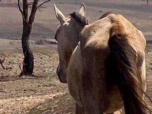 Puluhan Kuda di Brisbane, Australia Mati karena Kekurangan Gizi