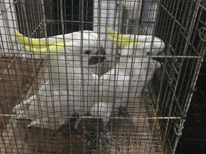 3 Penjual Satwa Liar di Sumut Ditangkap, Beruang Madu-Kakaktua Disita