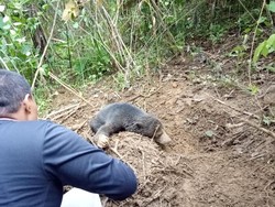 BKSDA Evakuasi Anak Beruang Madu Terjerat Perangkap Babi di Sumbar