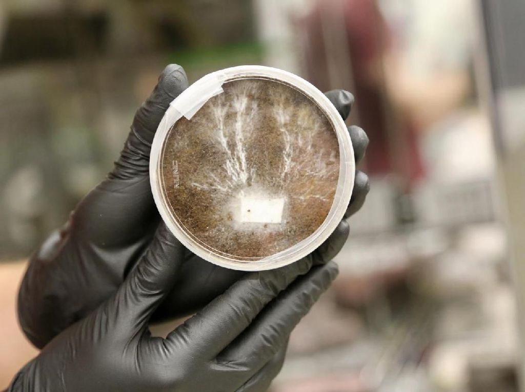 NASA Ubah Jamur Jadi Bahan Rumah Manusia di Mars NASA Ubah Jamur Jadi Bahan Rumah Manusia di Mars