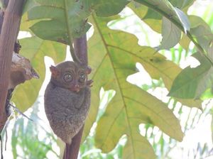 Negeri Laskar Pelangi Memang Kaya