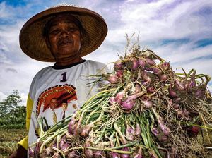 Melihat Panen Bawang Merah di Arsopura, Papua
