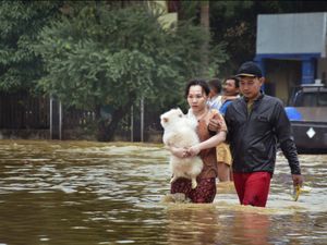 Dog Rescue Dog Rescue