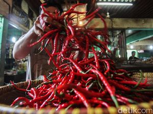 Soal Harga Cabai, Petani: Kalau di Atas Rp 70.000/Kg Nggak Masuk Akal! Soal Harga Cabai, Petani: Kalau di Atas Rp 70.000/Kg Nggak Masuk Akal!