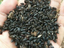 Kisah Satu Keluarga di Situbondo Rumahnya Diserang Serangga Misterius