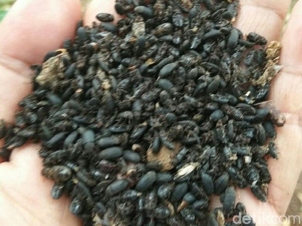 Ini Serangga Misterius yang Resahkan Warga Situbondo Ini Serangga Misterius yang Resahkan Warga Situbondo