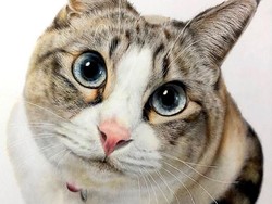 Mengapa Manusia Mudah Gemas dengan Kucing? Ini Penjelasan Ilmiahnya