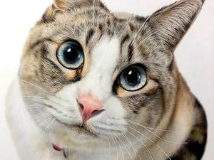Viral Kucing Liar di GBK Dimasukkan ke Plastik, Pengelola Buka Suara Viral Kucing Liar di GBK Dimasukkan ke Plastik, Pengelola Buka Suara