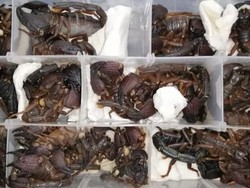 Ngeri! 200 Kalajengking Mematikan Hampir Masuk Pesawat