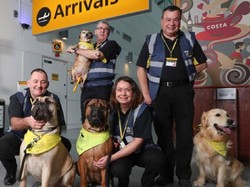 Ada Anjing Bandara yang Tugasnya Bikin Penumpang Lebih Santuy