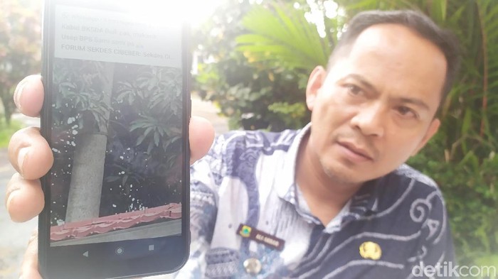 Foto: Ismet Selamet/Camat Cibeber, Ali Akbar menunjukan video Surili yang berkeliaran di pepohonan di Kantor Desa Sukaraharja Kecamatan Cibeber.