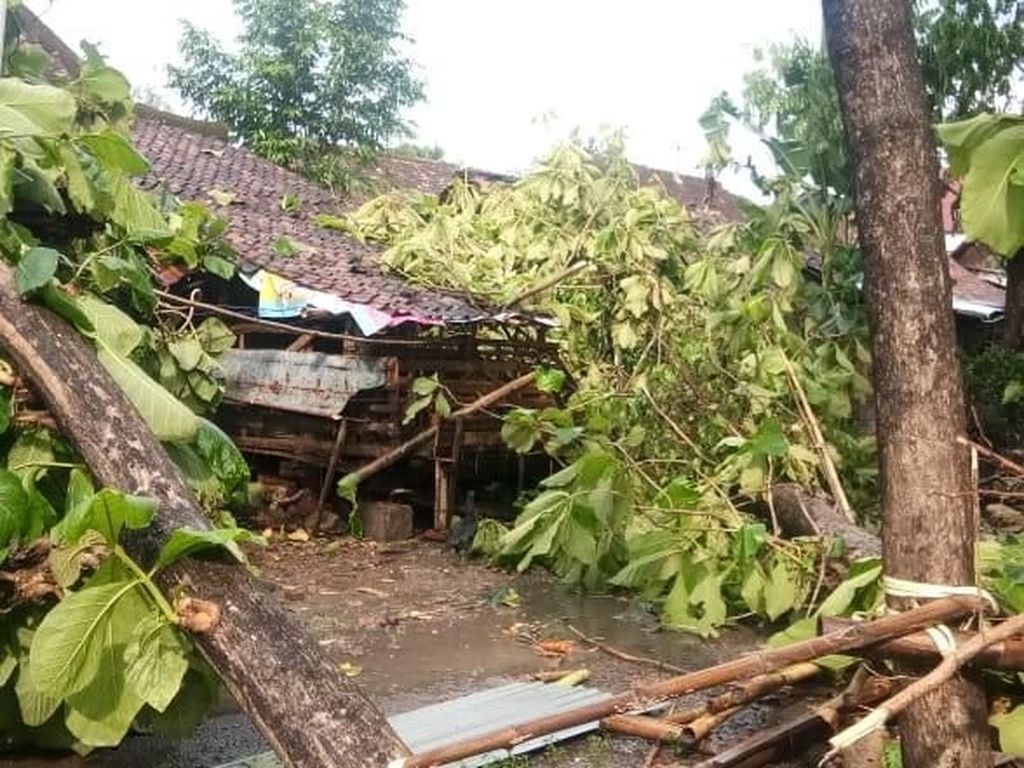 Angin Kencang di Madiun, 5 Bangunan Roboh Tertimpa Pohon Angin Kencang di Madiun, 5 Bangunan Roboh Tertimpa Pohon