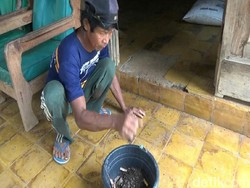Bersih-bersih Serangga Misterius, Pemilik Rumah di Situbondo Dapat 5 Ember