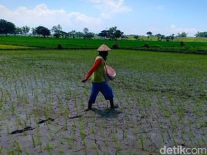 Baru Tanam, Petani Magetan Sudah Dibikin Galau Oleh Hama Tikus Baru Tanam, Petani Magetan Sudah Dibikin Galau Oleh Hama Tikus