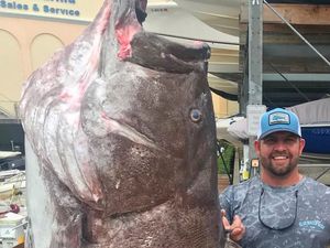 Bawa Ayam Mentah ke Resto Hot Pot hingga Temuan Ikan Kerapu 158 Kg Bawa Ayam Mentah ke Resto Hot Pot hingga Temuan Ikan Kerapu 158 Kg