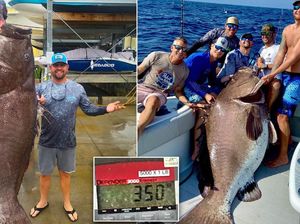 Berhasil Ditangkap! Ikan Kerapu 158 Kg Berusia 50 Tahun Berhasil Ditangkap! Ikan Kerapu 158 Kg Berusia 50 Tahun