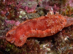 Kenalan dengan si Penari Spanyol, Cantik tapi Mematikan