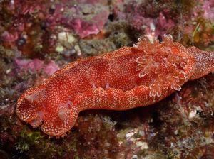 Kenalan dengan si Penari Spanyol, Cantik tapi Mematikan Kenalan dengan si Penari Spanyol, Cantik tapi Mematikan