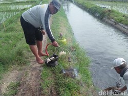 Petani Magetan Berburu Hama Tikus, Satu Ekor Dihargai Rp 2 Ribu