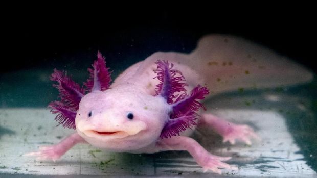 Axolotl