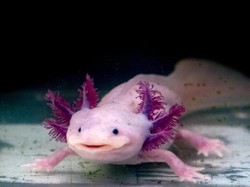 Studi Teliti Kemungkinan Anggota Tubuh Manusia Tumbuh Lagi Jika Rusak