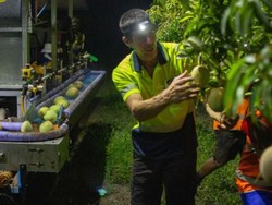 Australia Ubah Sistem Pengupahan, Petani dan Pemetik Buah Keberatan
