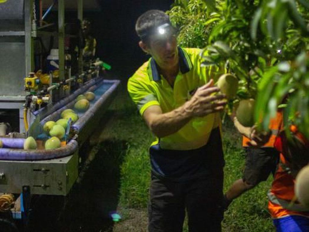 Australia Ubah Sistem Pengupahan, Petani dan Pemetik Buah Keberatan Australia Ubah Sistem Pengupahan, Petani dan Pemetik Buah Keberatan