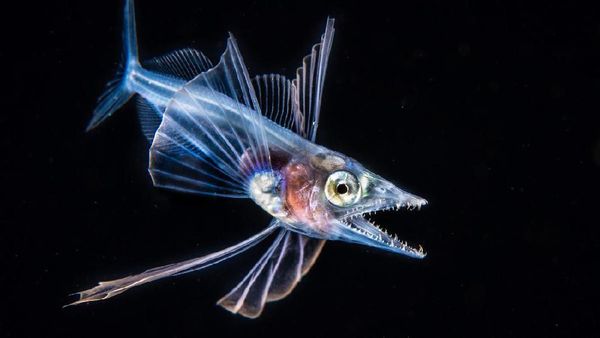 Karya Mencengangkan Jawara Kontes Foto Underwater