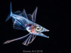 Karya Mencengangkan Jawara Kontes Foto Underwater