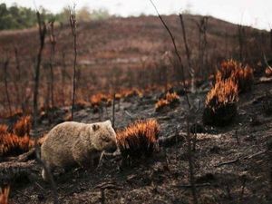 Mengapa Wombat Dianggap Sebagai Pahlawan Kebakaran Hutan Australia?