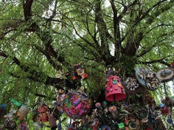 Selain di Jember, Ada Juga Pohon Menangis di Amerika