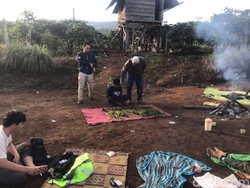 Polisi Temukan 3 Hektare Ladang Ganja di Hutan Lindung Pagaralam