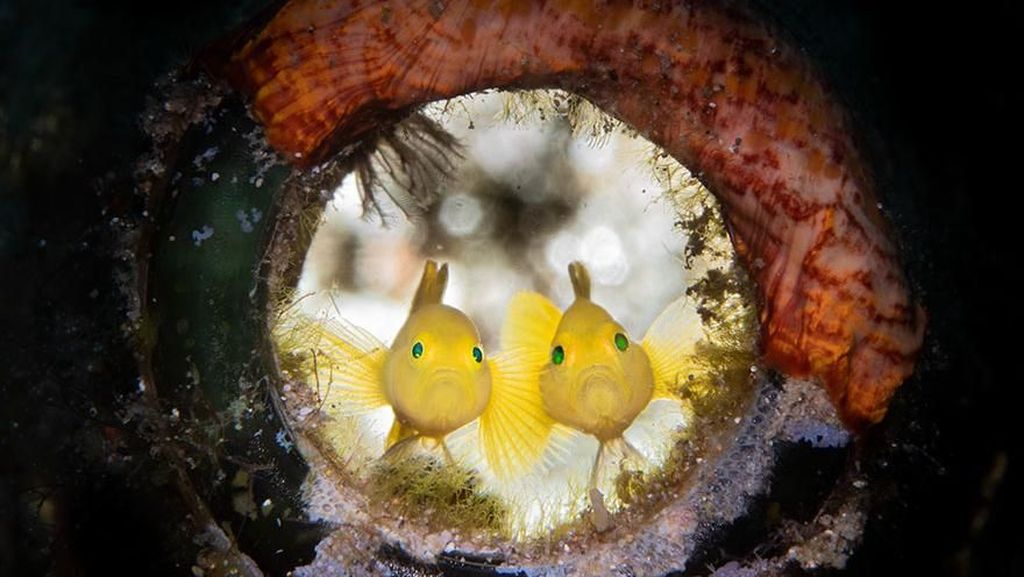 Cantik! Foto Terbaik Ocean Art yang Tampilkan Ikan dan Gurita