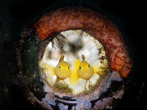 Cantik! Foto Terbaik Ocean Art yang Tampilkan Ikan dan Gurita