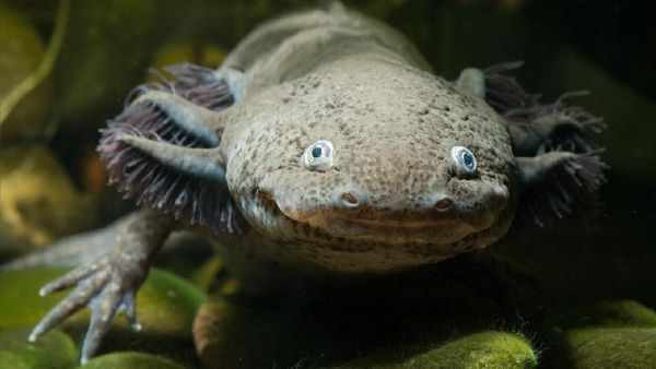 Potret Makhluk Murah Senyum yang bagaikan Deadpool