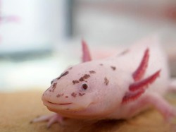 Ikan Berjalan yang Sakti seperti Deadpool