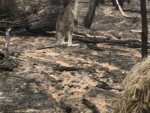 Berita Dunia: Kebakaran Hutan Mengubah Wajah Australia