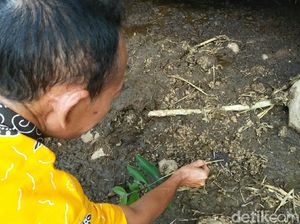 Serangga Misterius yang Teror Warga Situbondo Ternyata Bisa Ubah Limbah Serangga Misterius yang Teror Warga Situbondo Ternyata Bisa Ubah Limbah