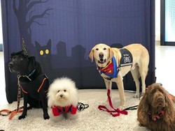 Kenalan Yuk Sama Hewan Terapi di Bandara