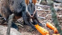 Potret Bahagia Walabi Australia Ketika Dapat Bantuan Makanan