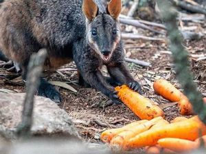 Potret Bahagia Walabi Australia Ketika Dapat Bantuan Makanan