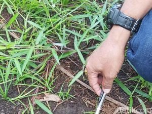 Tapak Harimau Sumatera Terlihat di Pekanbaru